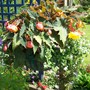 A garden flower photo