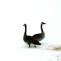 Canadian Geese