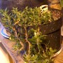 Jellybean_spr_08