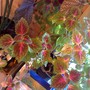 Wind_coleus_spr_08