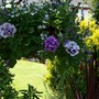 A garden flower photo