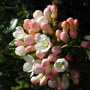 Viburnum_burkwoodii
