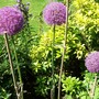A garden flower photo
