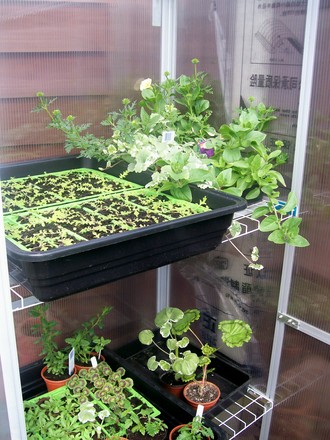 my greenhouse