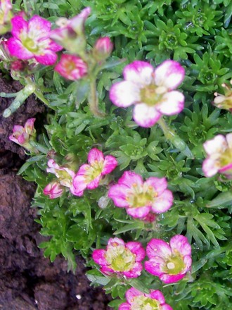 Saxifraga 'Peter Pan' (Saxifraga)