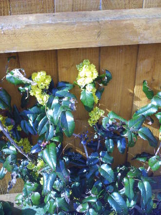 Mahonia aquilfolium mountain grape holly