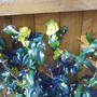 Unknown_front_garden