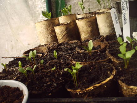 aster_lobelia_+dahlia_showpiece.jpg