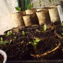 Aster_lobelia_+dahlia_showpiece