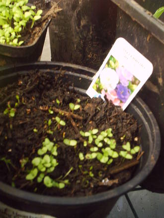 canterbury_bells_cupandsaucer_mix.jpg