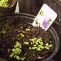 Canterbury_bells_cupandsaucer_mix