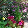 A garden flower photo