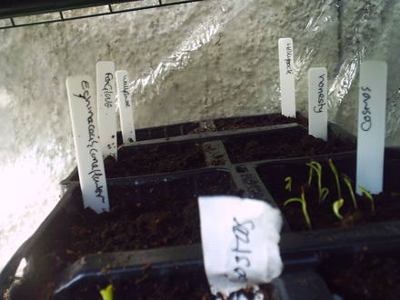 cosmos_purity+cornflowers.jpg