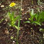 Lilys