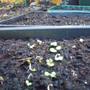 Seeds_petunia_red_malope
