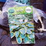 Hosta_green+yellow.jpg