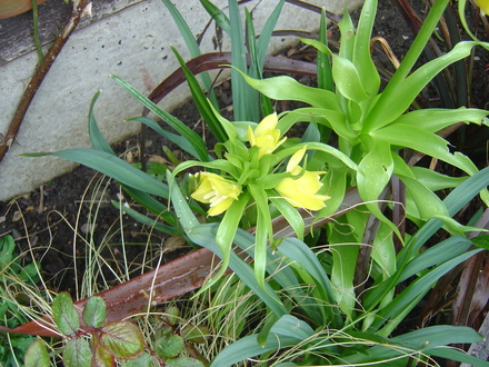 Fritillaria Crown Imperial
