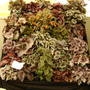 2006_shows028