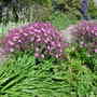 Geranium maderense at Court House in 2006