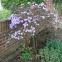 Rhododendron__blue_diamond_