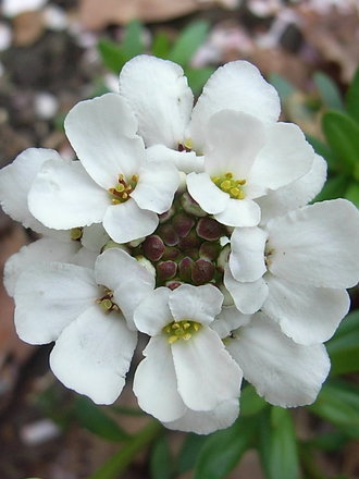 Iberis sempervirens 'Snowflake' - close-up (Iberis sempervirens 'Snowflake')