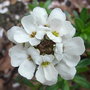 Iberis sempervirens