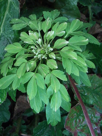 Anemone nemerosa 'Virescens' (Anemone nemerosa 'Virescens')