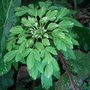 Anemone nemerosa 'Virescens' (Anemone nemerosa 'Virescens')