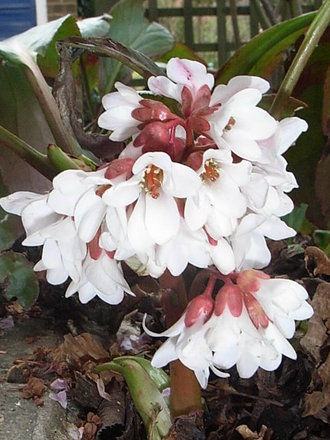Bergenia 'Beethoven' (Bergenia 'Beethoven')