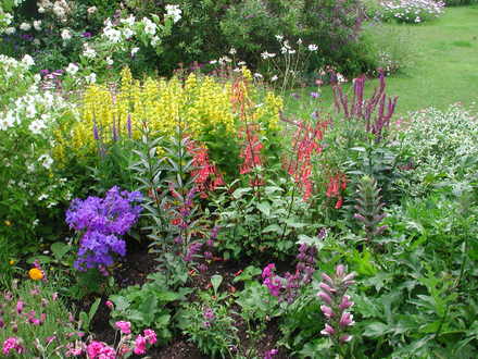 new planting including phygelius rectus (coral) (Phygelius x rectus)