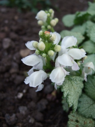 Lamium 'White Nancy' flower (Lamium maculatum)