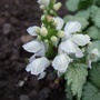 Lamium_white_nancy_