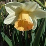 Narcissus__bells__2