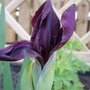 Purple_iris
