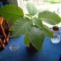 Angels trumpet 