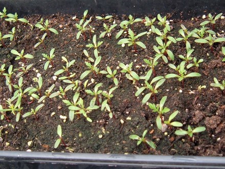 Marigolds 