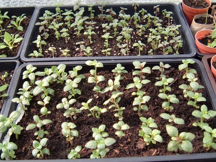 Antirrhinum