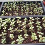 Snapdragons_9th_april