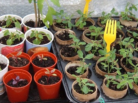 Love lies bleeding and Bizzie Lizzies 
