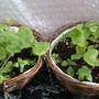 Hanging_baskets_9th_april