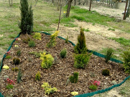 April 8th 2008. Conifer bed.