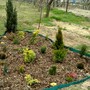 April 8th 2008. Conifer bed.