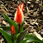 Striped tulip (Tulipa greigii)