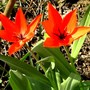 Tulipa botanica Praestans (Tulipa botanica Praestans)