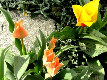 Tulipa greigii mixed. (Tulipa greigii)