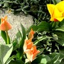 Tulipa greigii mixed. (Tulipa greigii)