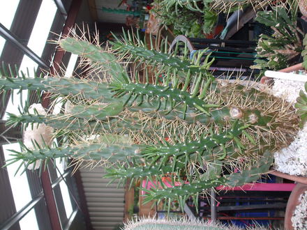 spikey (opuntia celindrica)