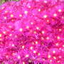 Cerise_lampranthus