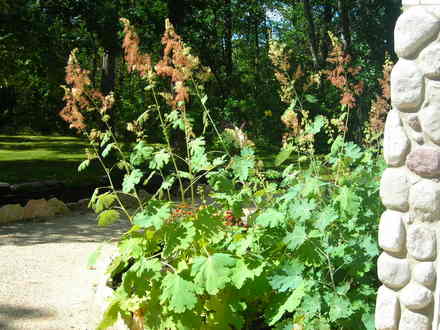 Plume Poppy (Macleaya, cordata)
