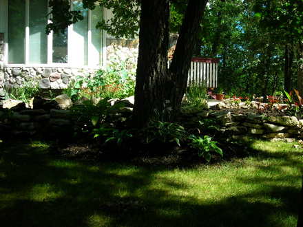 My Hosta Garden (Hosta)